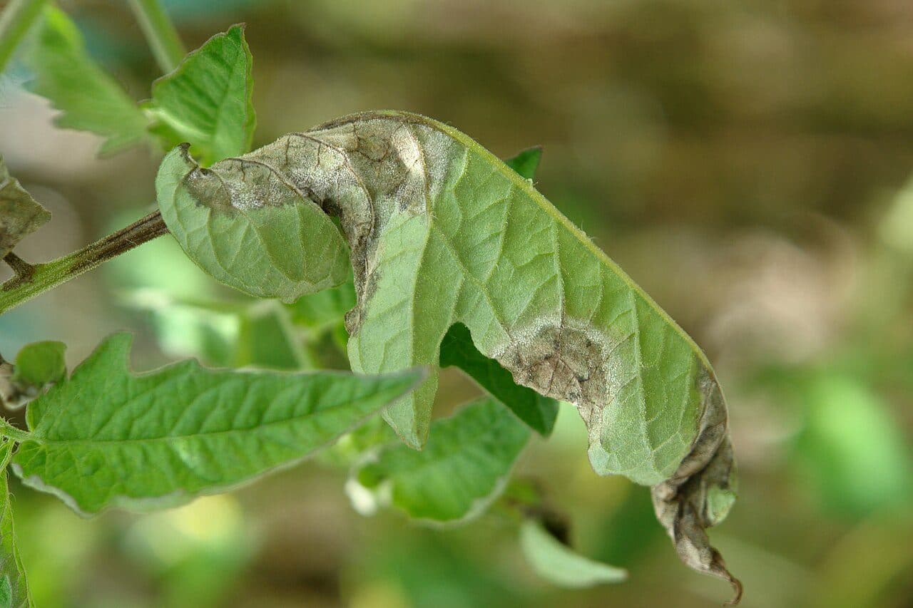 Tomato leaf showing the sporulating lesions of late blight
