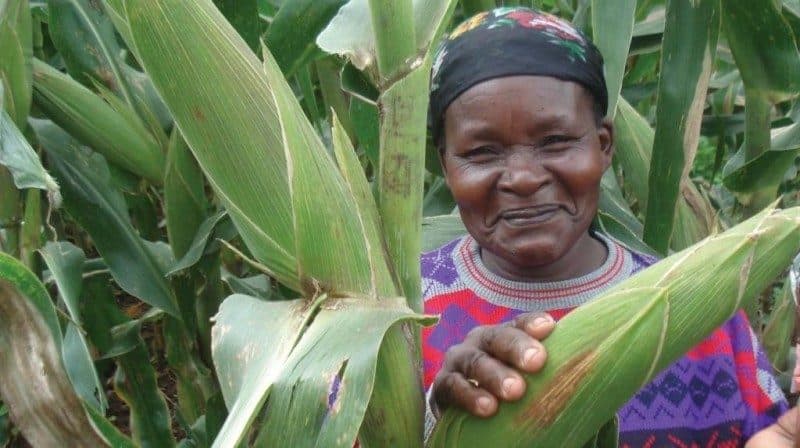 A smallholder farmer standing in her maize field